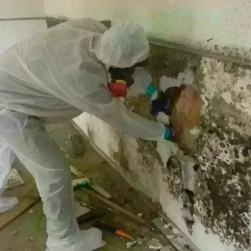 Mold Remediation and Removal in Franklin, MI